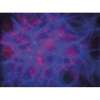 ECLAIRAGE A EFFETS SHOWTEC DREAMWAVE 4 X 15W RGBW DMX